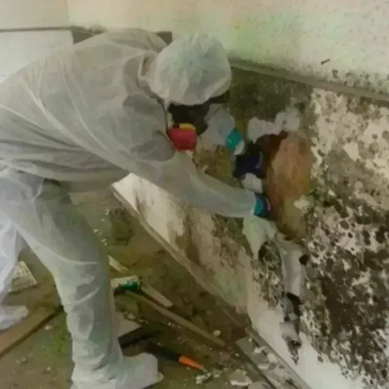 Mold Remediation and Removal in Gladstone, OR